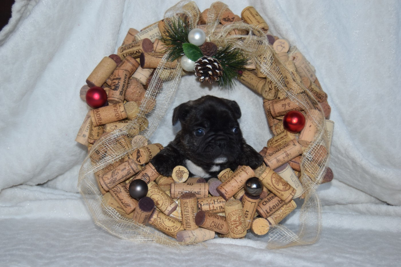 Albert 1er Mâle bringé