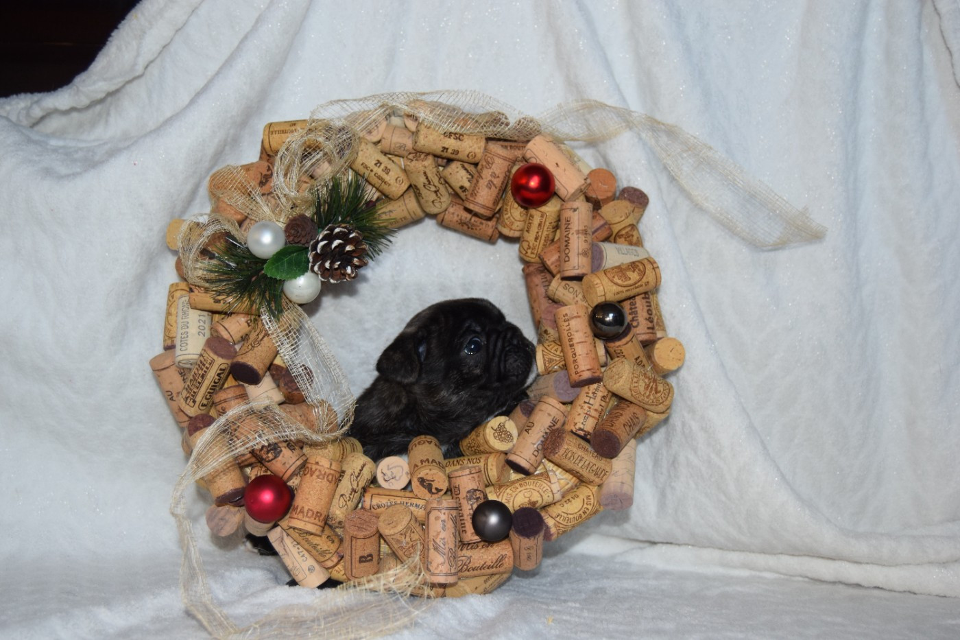 Albert 1er Mâle bringé