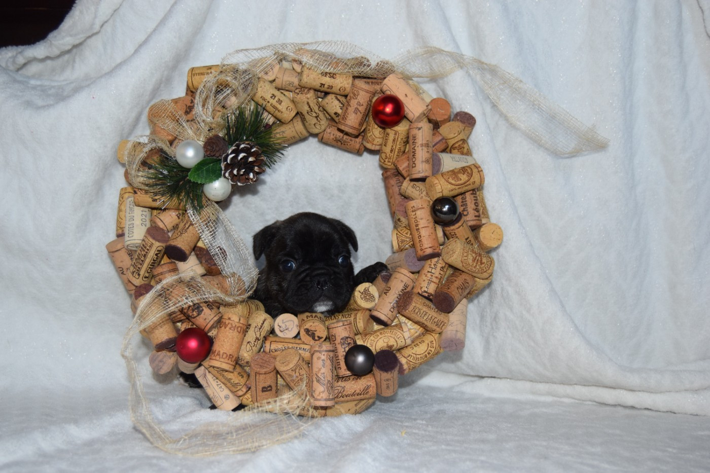 Albert 1er Mâle bringé