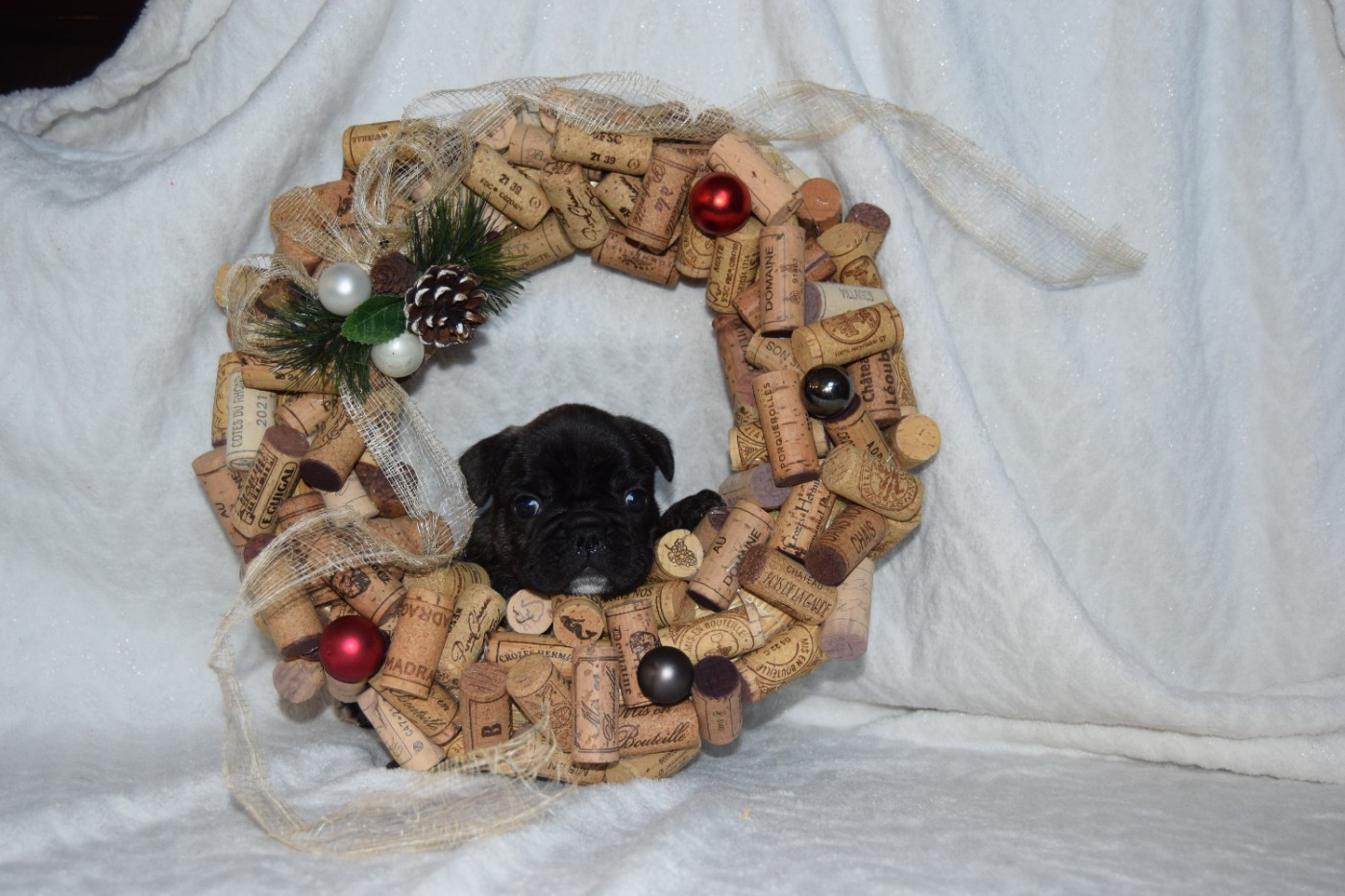 Albert 1er Mâle bringé