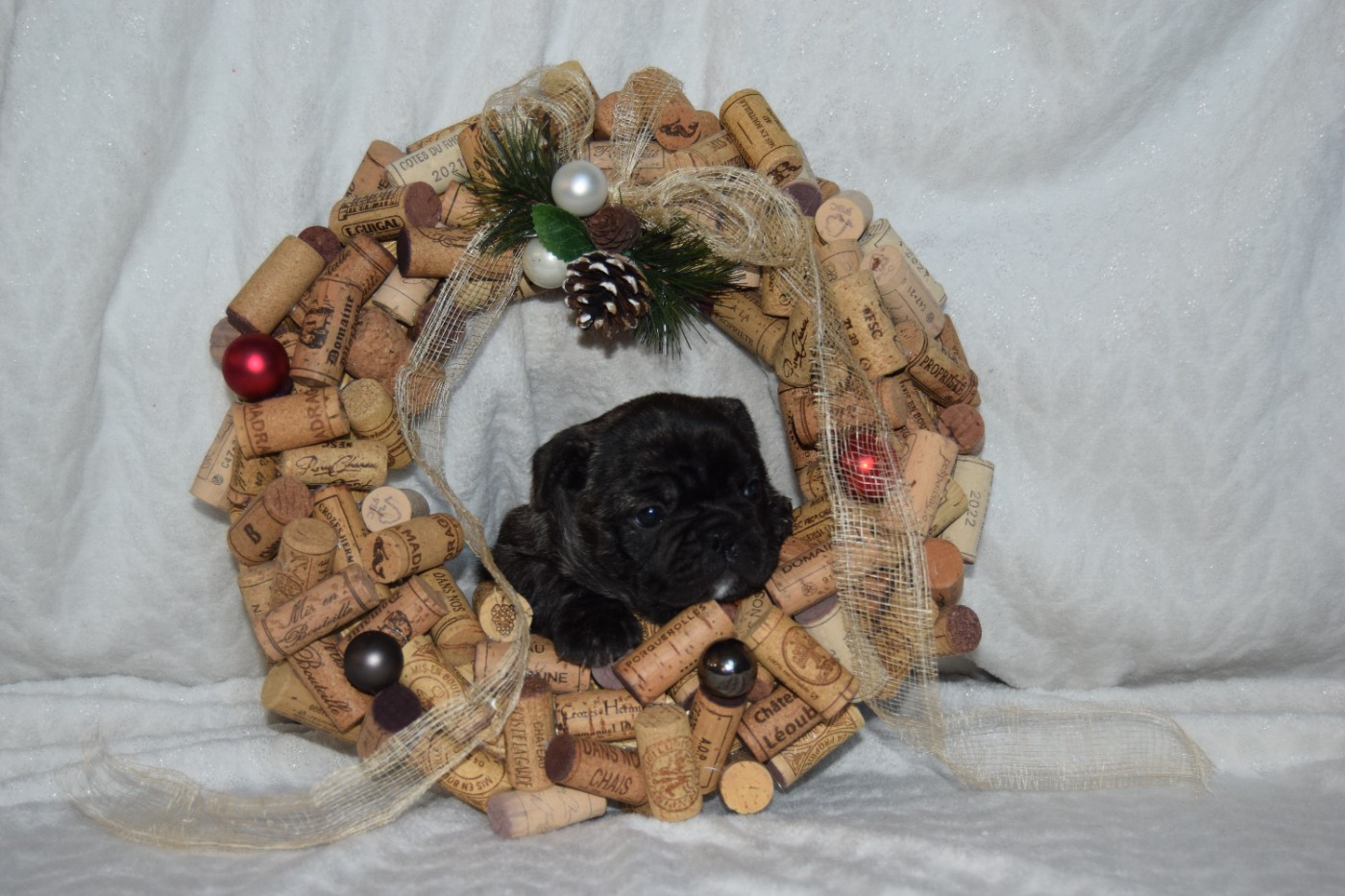 Femelle bringée collier orange