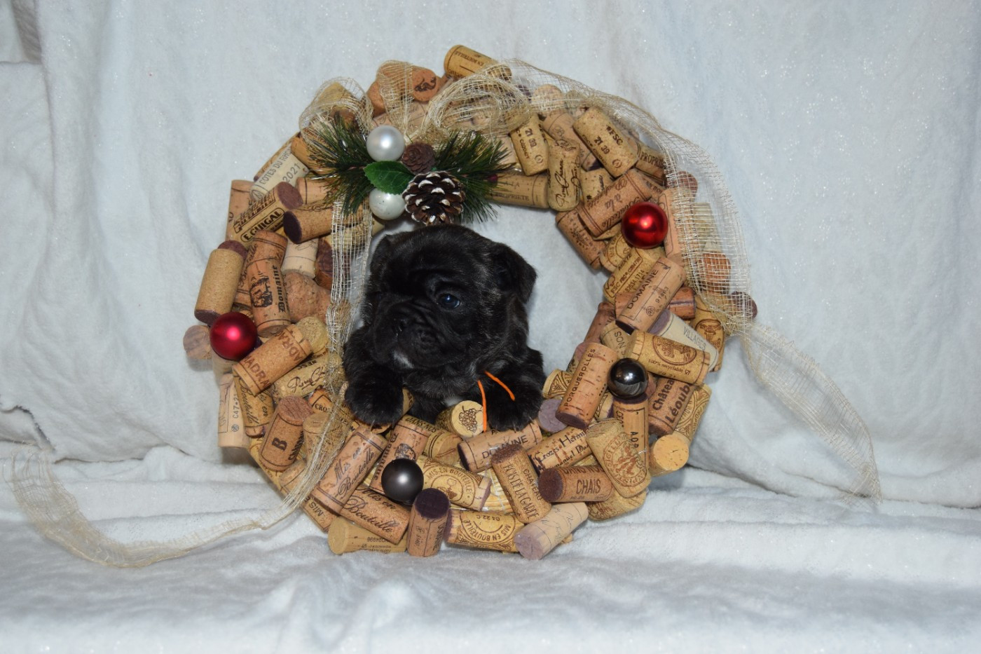 Femelle bringée collier orange