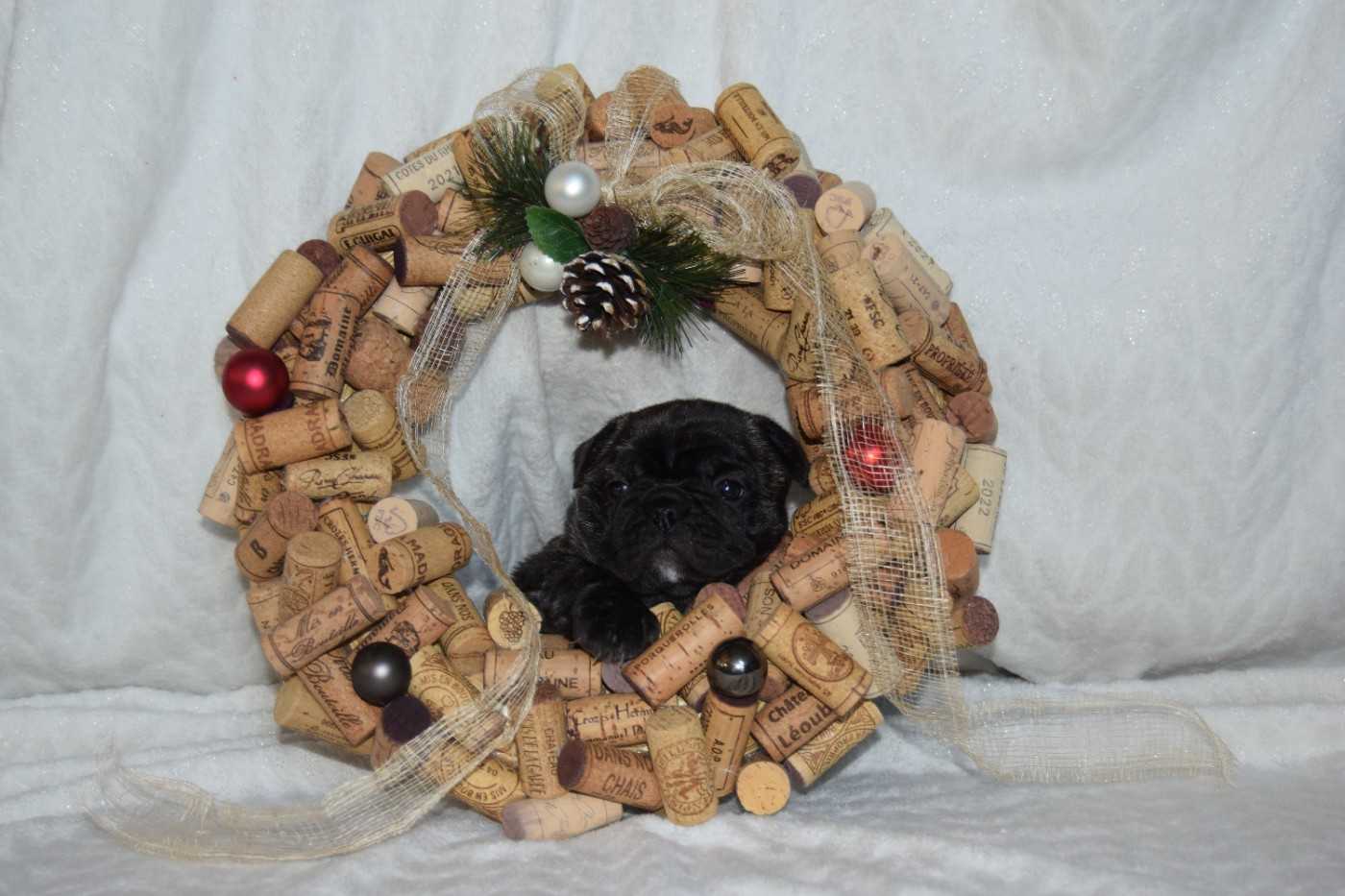 Femelle bringée collier orange