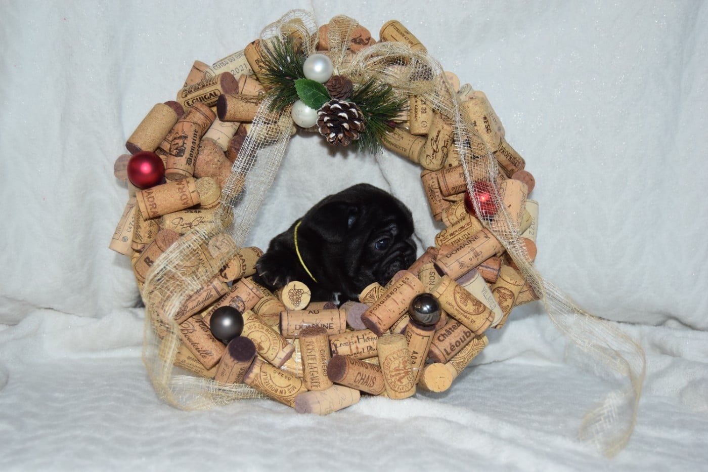 Femelle bringée collier jaune