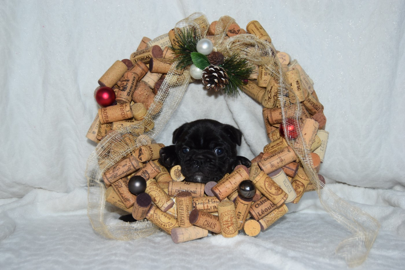 Femelle bringée collier jaune