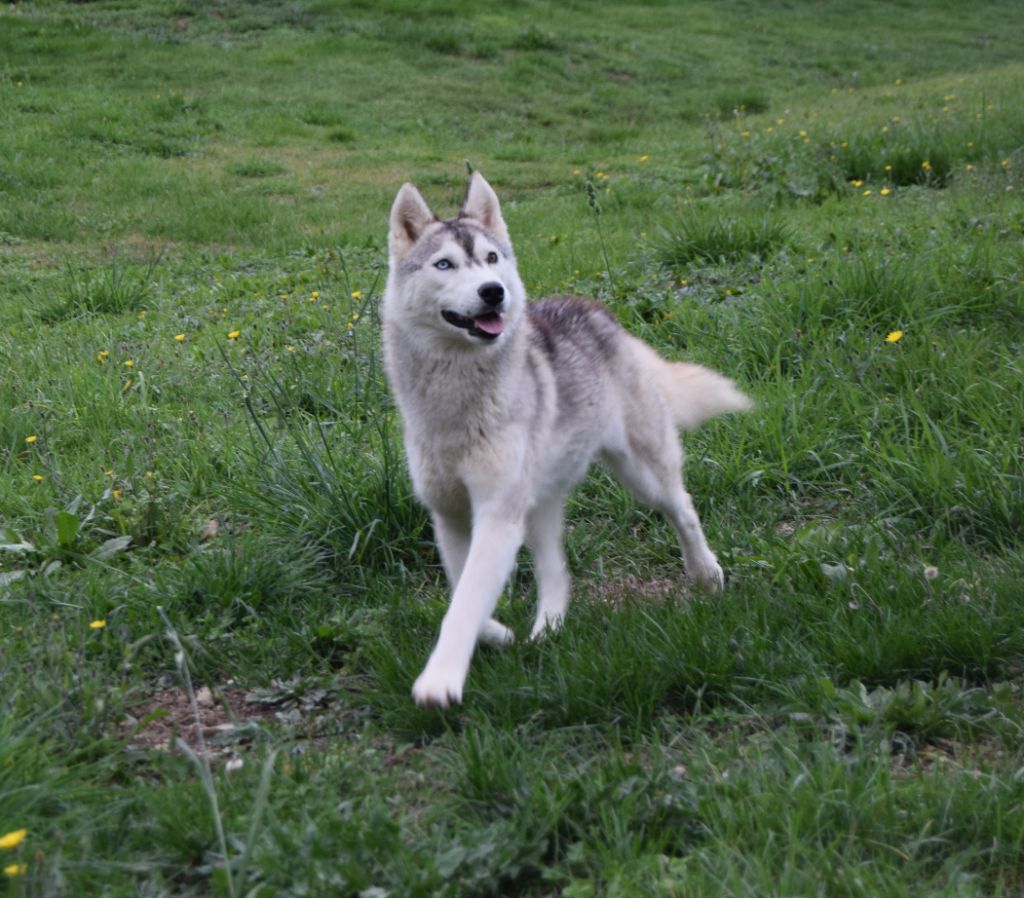 Femelle sans collier