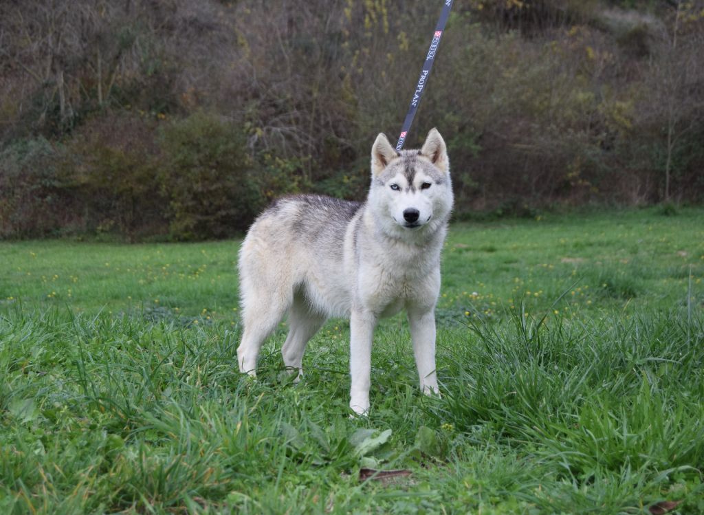 Femelle sans collier