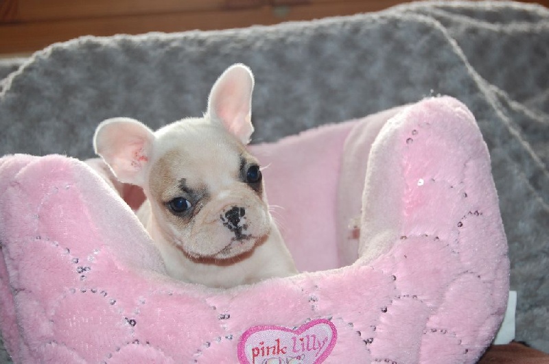 Chiot Elevage bg Belle Carrure Belle Gueule Eleveur De Chiens Bouledogue Francais Drome