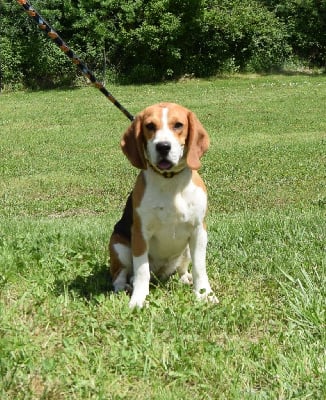 Les chiots de Beagle