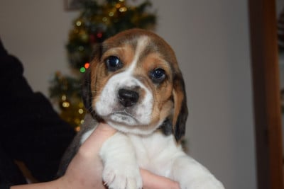 Les chiots de Beagle