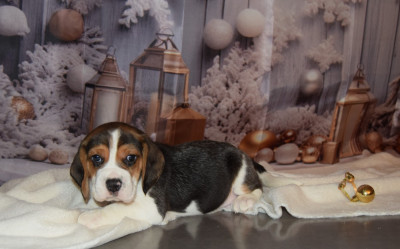Les chiots de Beagle
