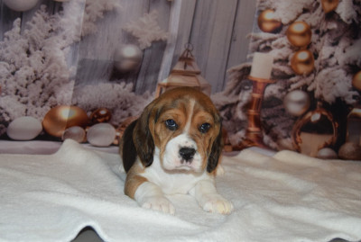 Les chiots de Beagle