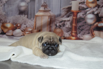 Les chiots de Bouledogue français