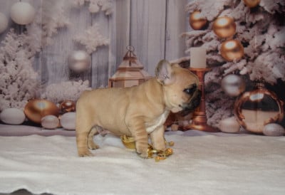 Les chiots de Bouledogue français