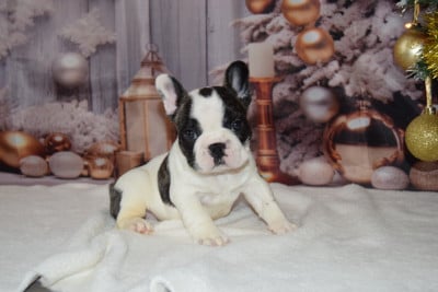 Les chiots de Bouledogue français