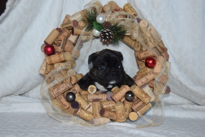 Les chiots de Bouledogue français