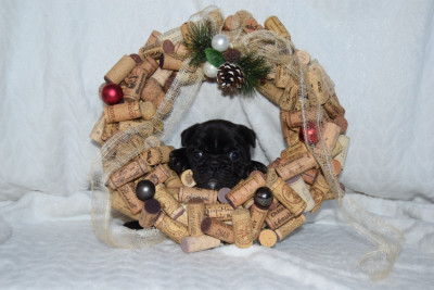 Les chiots de Bouledogue français