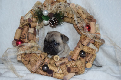 Les chiots de Bouledogue français
