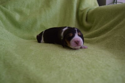Les chiots de Beagle