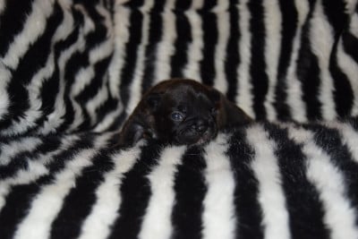 Les chiots de Bouledogue français