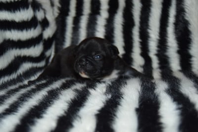 Les chiots de Bouledogue français
