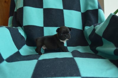 Les chiots de Bouledogue français