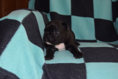 Les chiots de Bouledogue français
