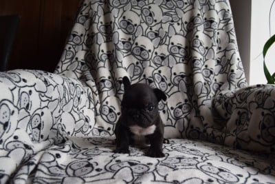 Les chiots de Bouledogue français