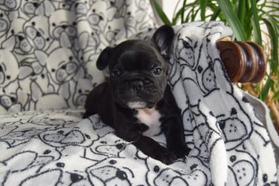 Les chiots de Bouledogue français