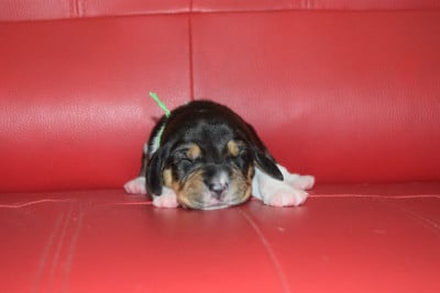 Les chiots de Beagle