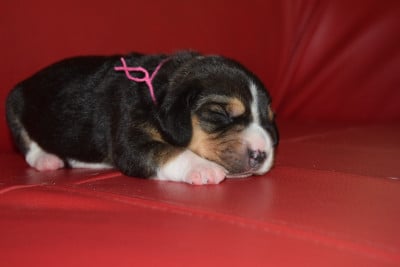 Les chiots de Beagle