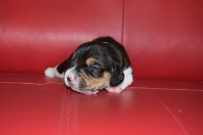 Les chiots de Beagle