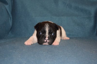 Les chiots de Bouledogue français