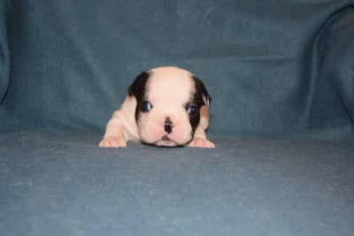 Les chiots de Bouledogue français