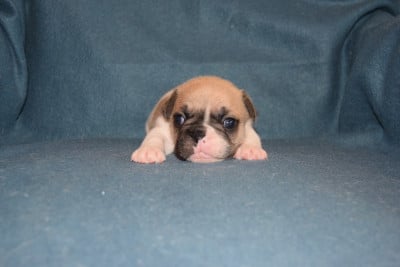 Les chiots de Bouledogue français