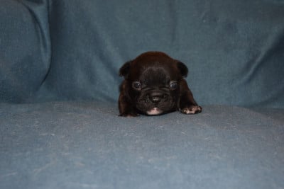 Les chiots de Bouledogue français
