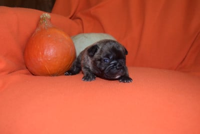 Les chiots de Bouledogue français