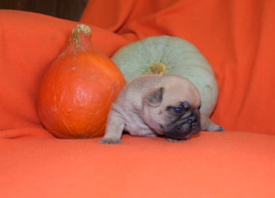 Les chiots de Bouledogue français