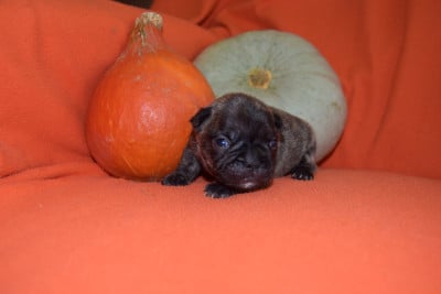 Les chiots de Bouledogue français