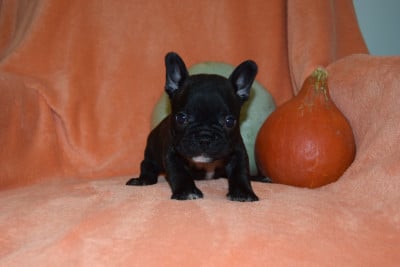 Les chiots de Bouledogue français