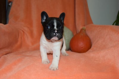 Les chiots de Bouledogue français