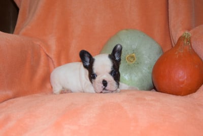 Les chiots de Bouledogue français