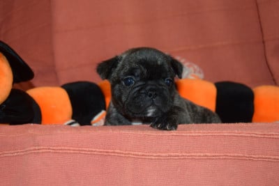 Les chiots de Bouledogue français