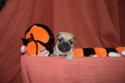 Les chiots de Bouledogue français