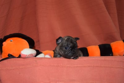 Les chiots de Bouledogue français