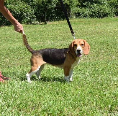 Les chiots de Beagle