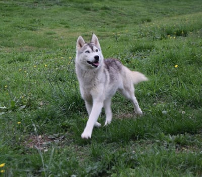 Les chiots de Siberian Husky