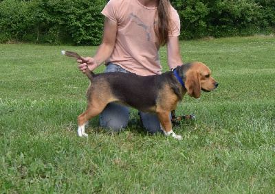Les chiots de Beagle