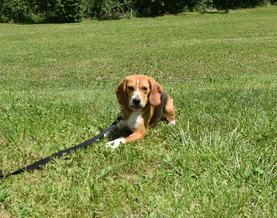 Les chiots de Beagle