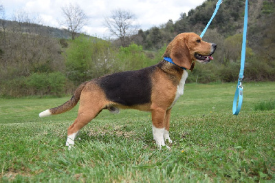 Les chiots de Beagle